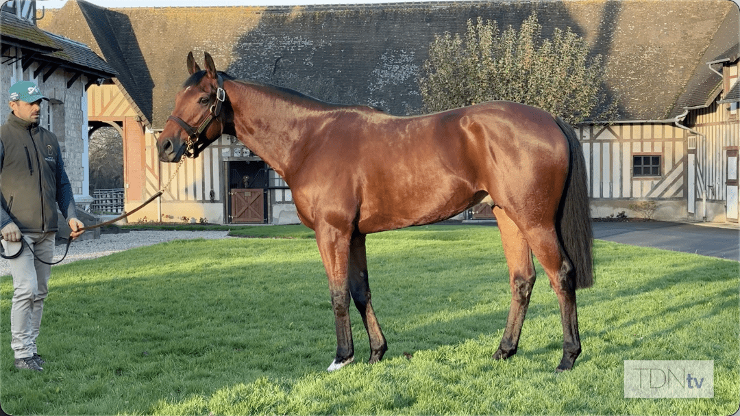 Undefeated Ace Impact takes up residence at Haras de Beaumont